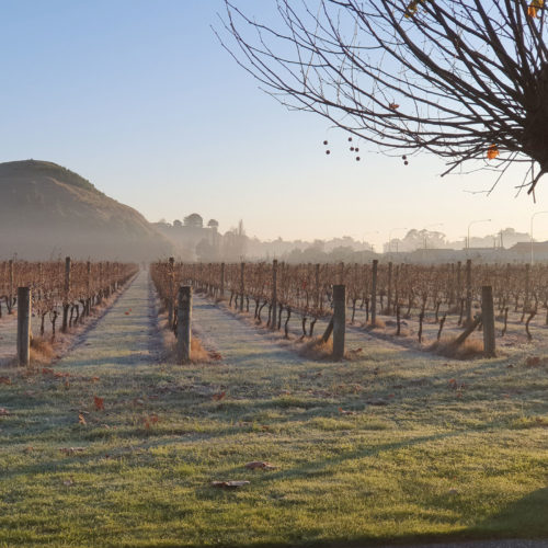 Mission Estate Winery is committed to sustainability